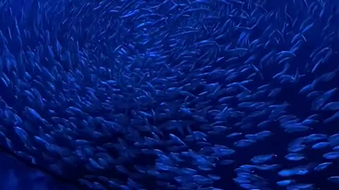 Bass Pro Shop Fish Aquarium
