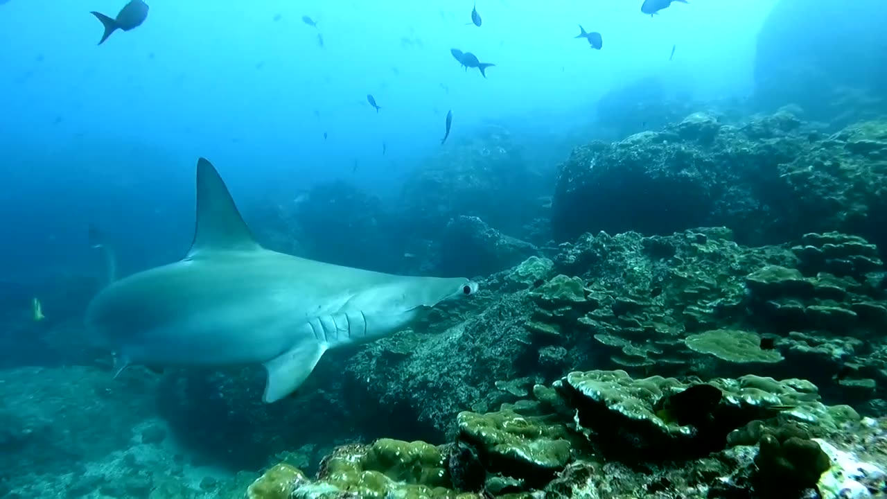 Classic Hammerhead Cleaning Station Behavior