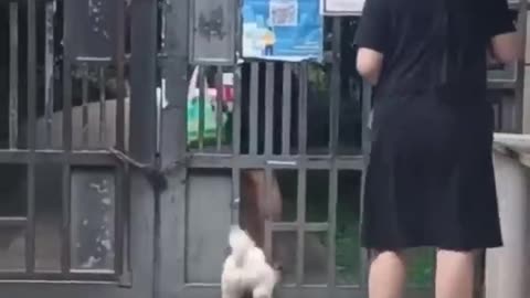 Funny animal video 😁😁🤣