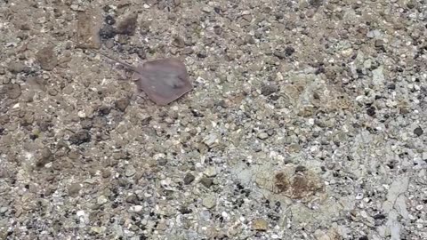 Stingrays are so graceful and beautiful in the water. God's wonders. 2/15/24 Fl