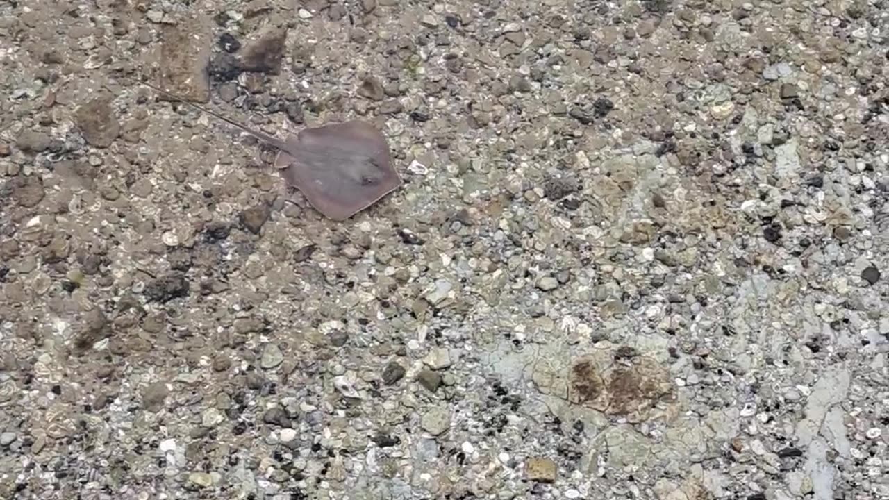 Stingrays are so graceful and beautiful in the water. God's wonders. 2/15/24 Fl