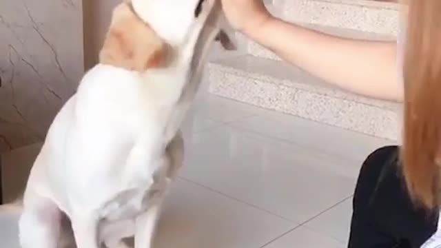 Dogs Also Hate Socks Smell. Dog Funny Clip.