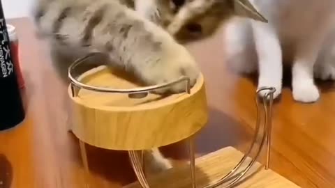 Funny Cat