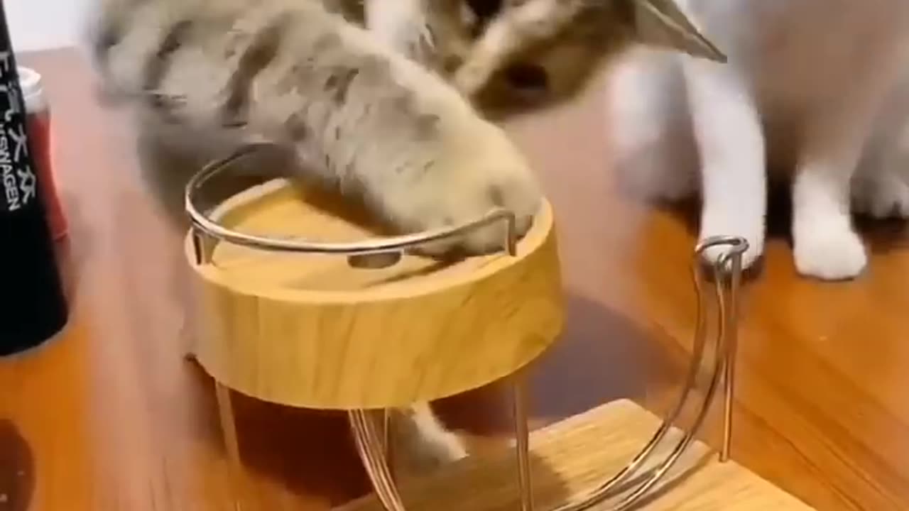 Funny Cat