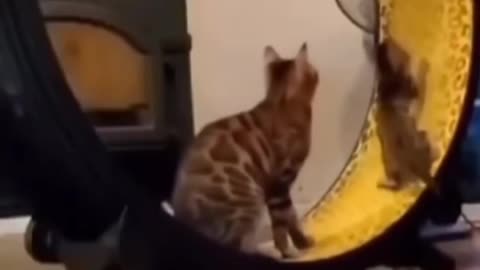 Funny Cat 😺✨