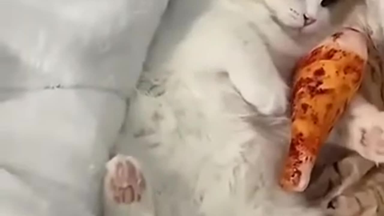funny animals #shorts