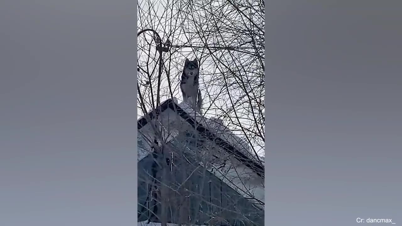 Mira como feliz día a perro