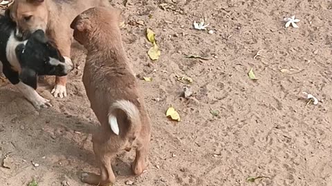 Cute puppies playing