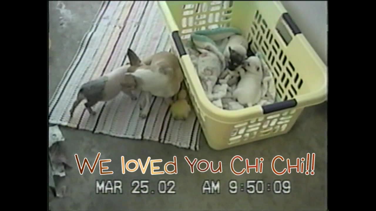 Chi Chi - An Amazing Mommy!
