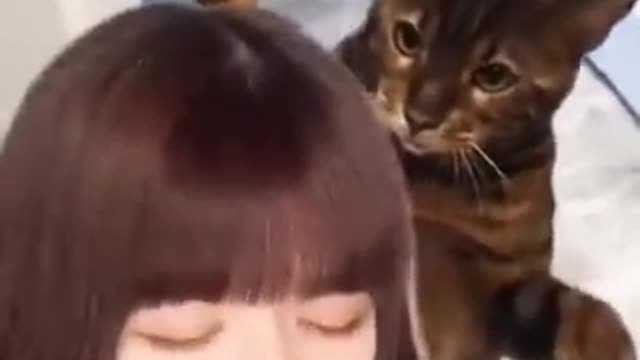 #funny cat