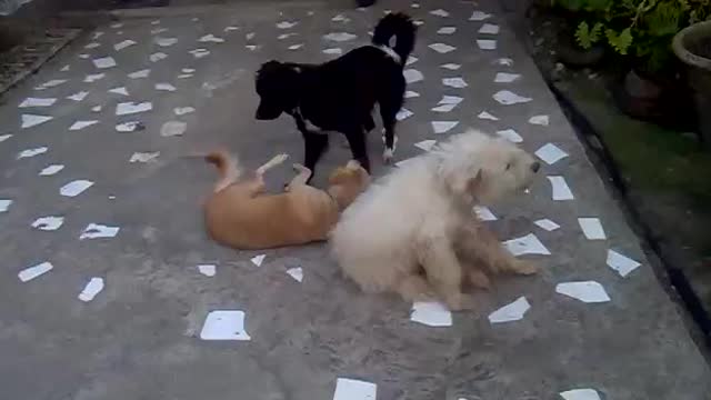 dogs playing