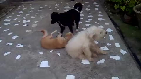 dogs playing