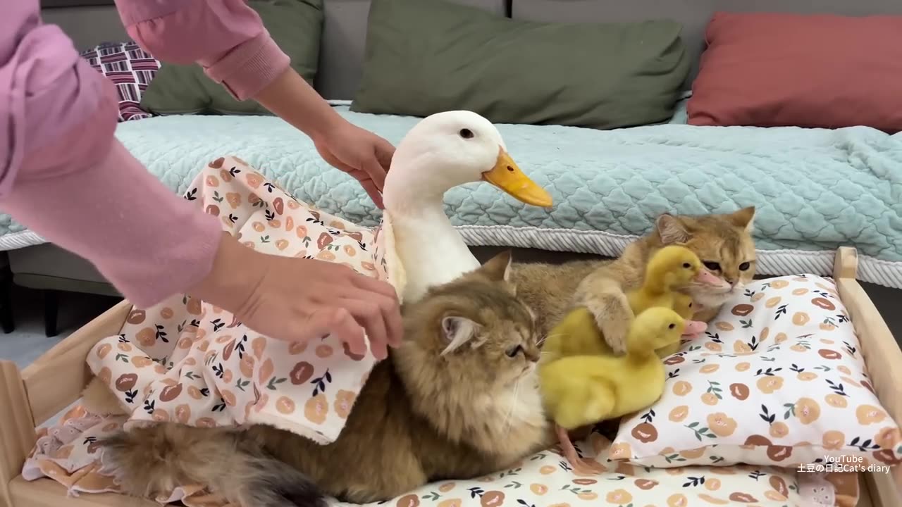 The cat is surprised!The duckling abandoned the mother duck, but the mother duck was not angry!funny