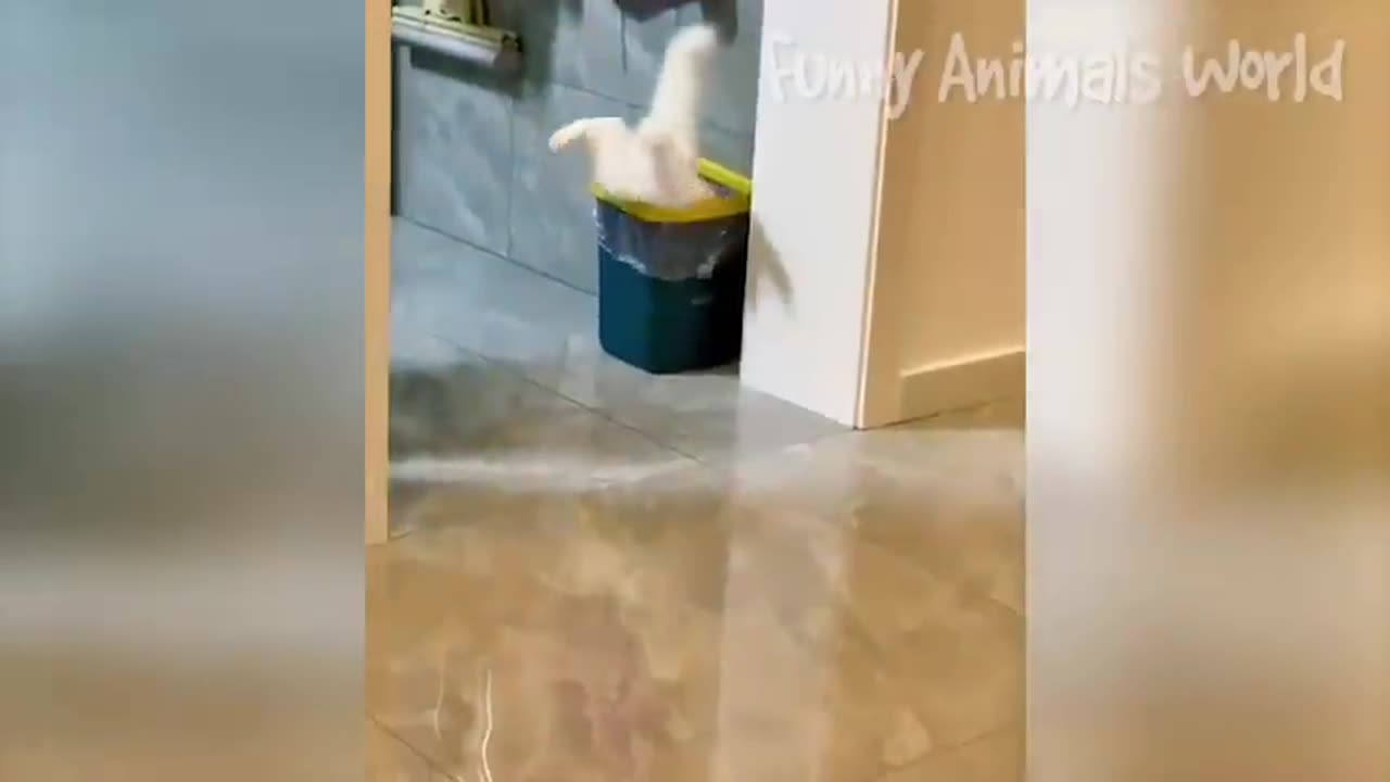 funniest cats and dogs| dogs cat fight| cute cats