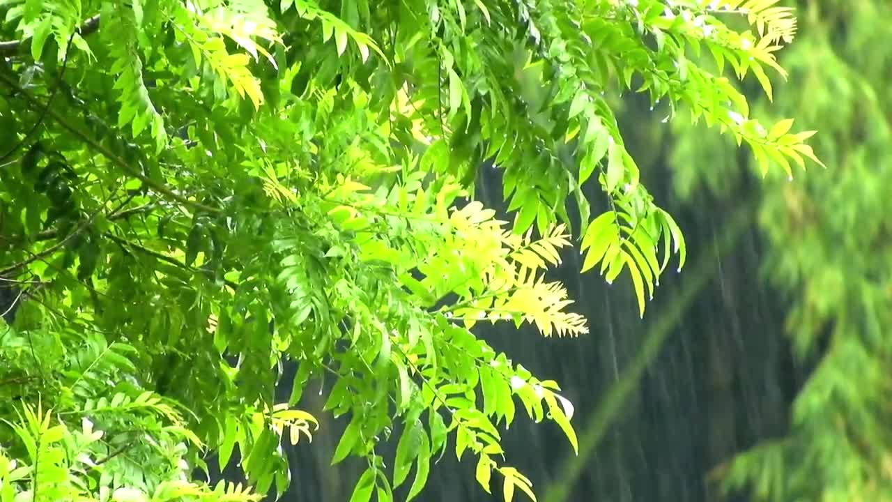 TRANQUILITY - Light Forest Rain for EASE Of Mind