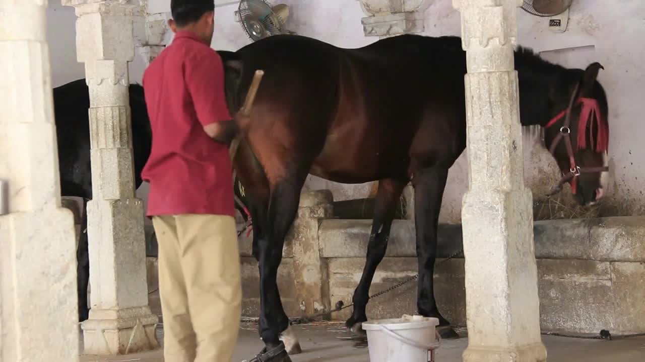 Zenana Mahal Horse