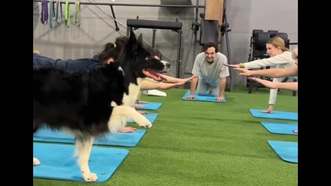 Dogi in yoga with peoples