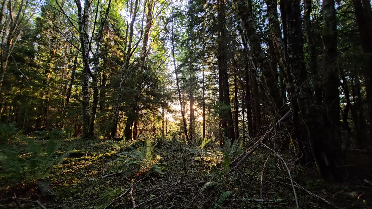 Windy Morning Sunrise