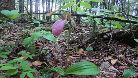 Lady's Slipper
