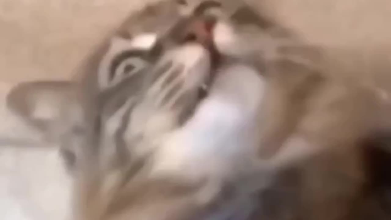 Cat sing a song #shorts