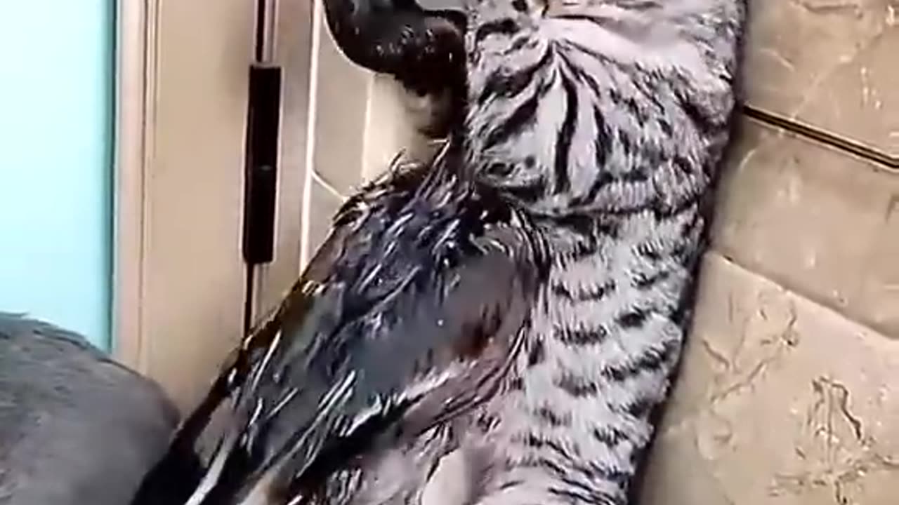 cats