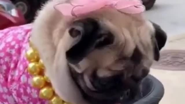 Too Funny Cute Dog Tik Tok compilation