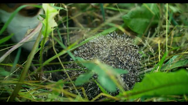 The dog found a hedgehog and is trying to bite him