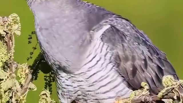 Cuckoo song