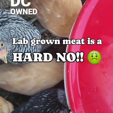 LAB Grown Chicken??? Ugh!
