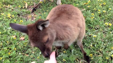 Sweet Kangaroo Family