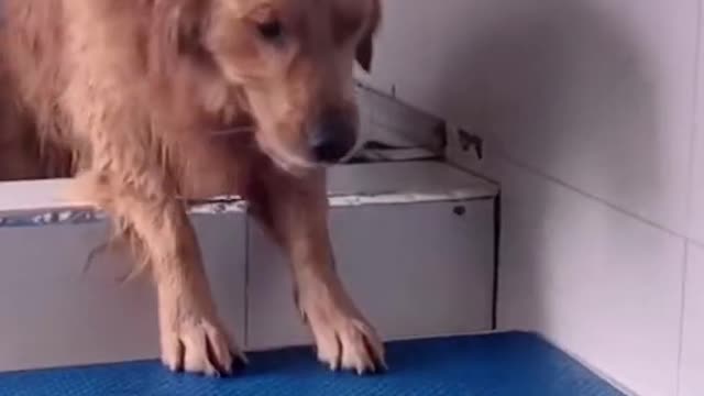 animals 954747957