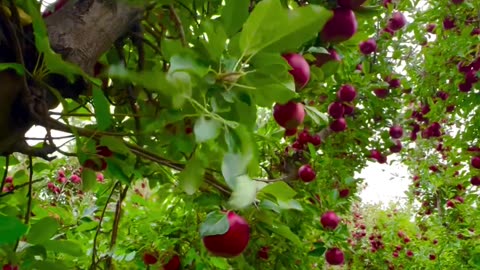 Apple tree ! Last picking day of the season