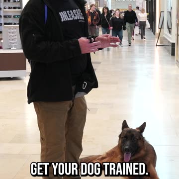 German Shepherd Off-Leash Heeling at the Mall
