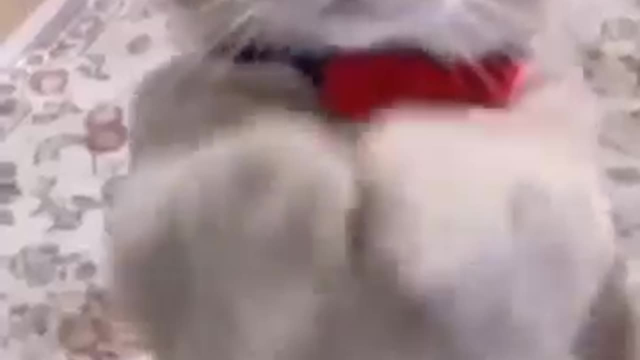 Cat funny video