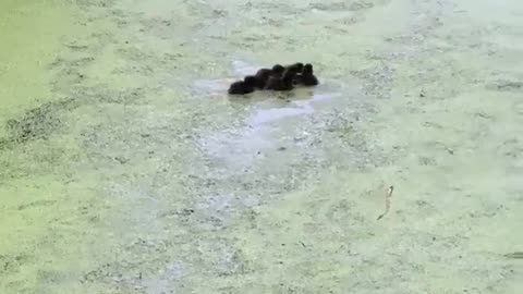 Cute duck baby