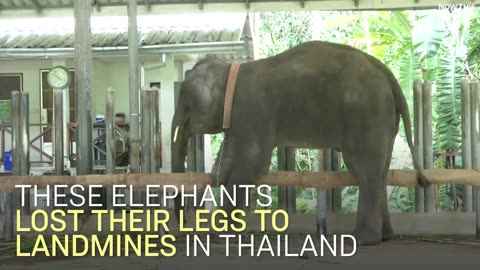 Elephants Who Lost Their Legs In Landmines Get On Their Feet Again