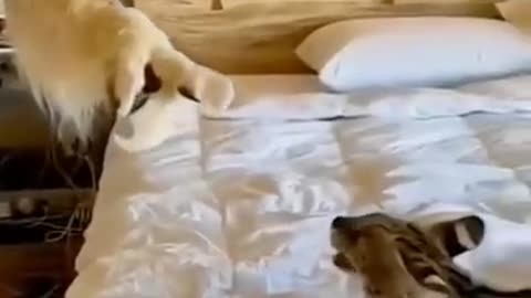 Scary cat!
