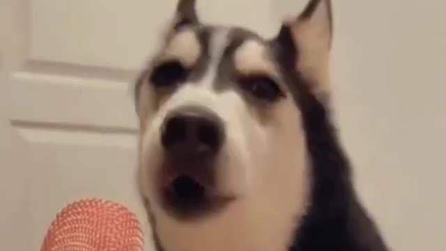 Funny dogs Reaction 😂 #shorts Try not laugh