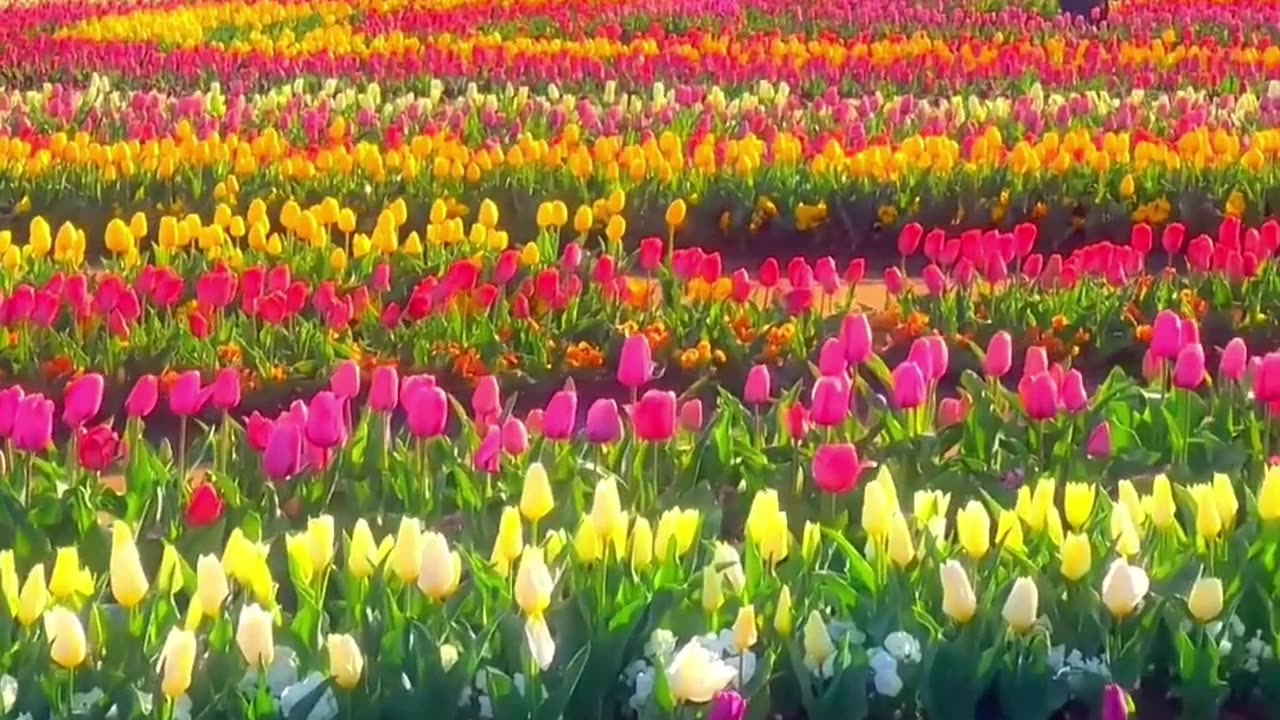 "Tulip Sea"