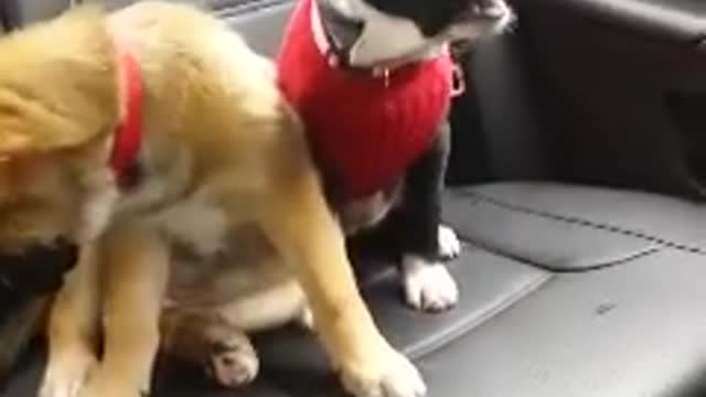 Puppy doesn't want to go to the vet!