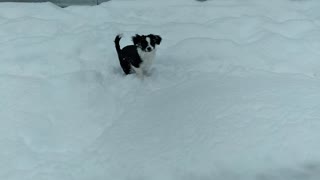 My puppy loves the snow!