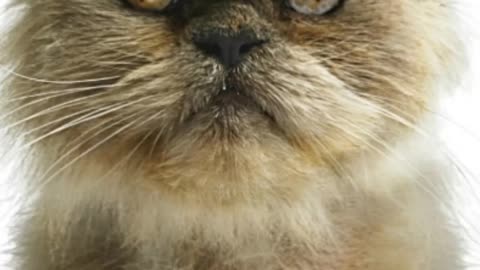 FUNNY CAT MOMENT MUST WATCH!