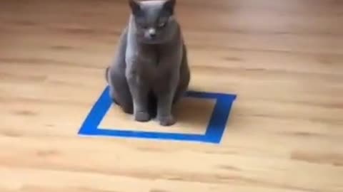 Cat Trap