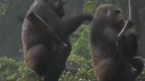 Funny gorilla