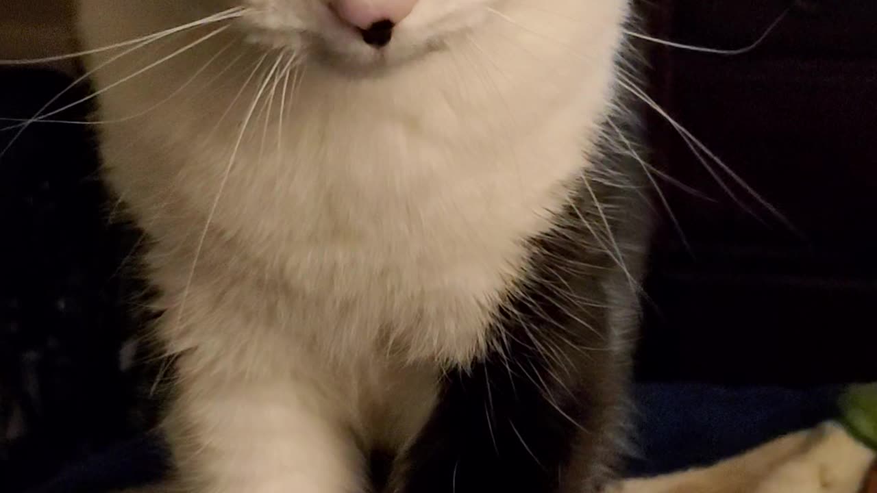 Very smart cat giving me looks for not feeding her fast enough
