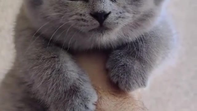 A Cutest Cat Ever 🐱🐱 - Funny Animals Life