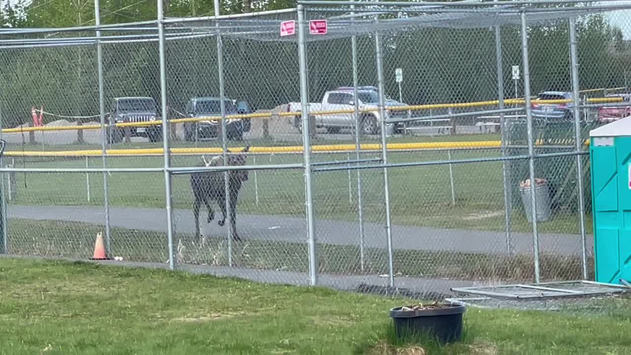 Moose Chases Little League Player