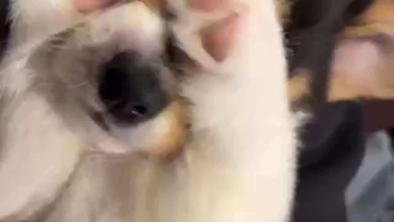 Cuteness Test