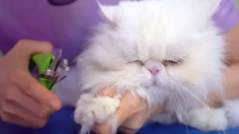 I've never seen such a lovely cat!!😻✂️❤️Gentle white persian cat!!