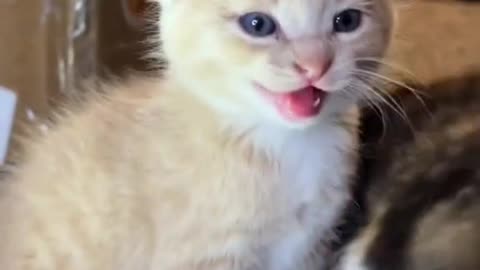 Cute Kitten Meowing